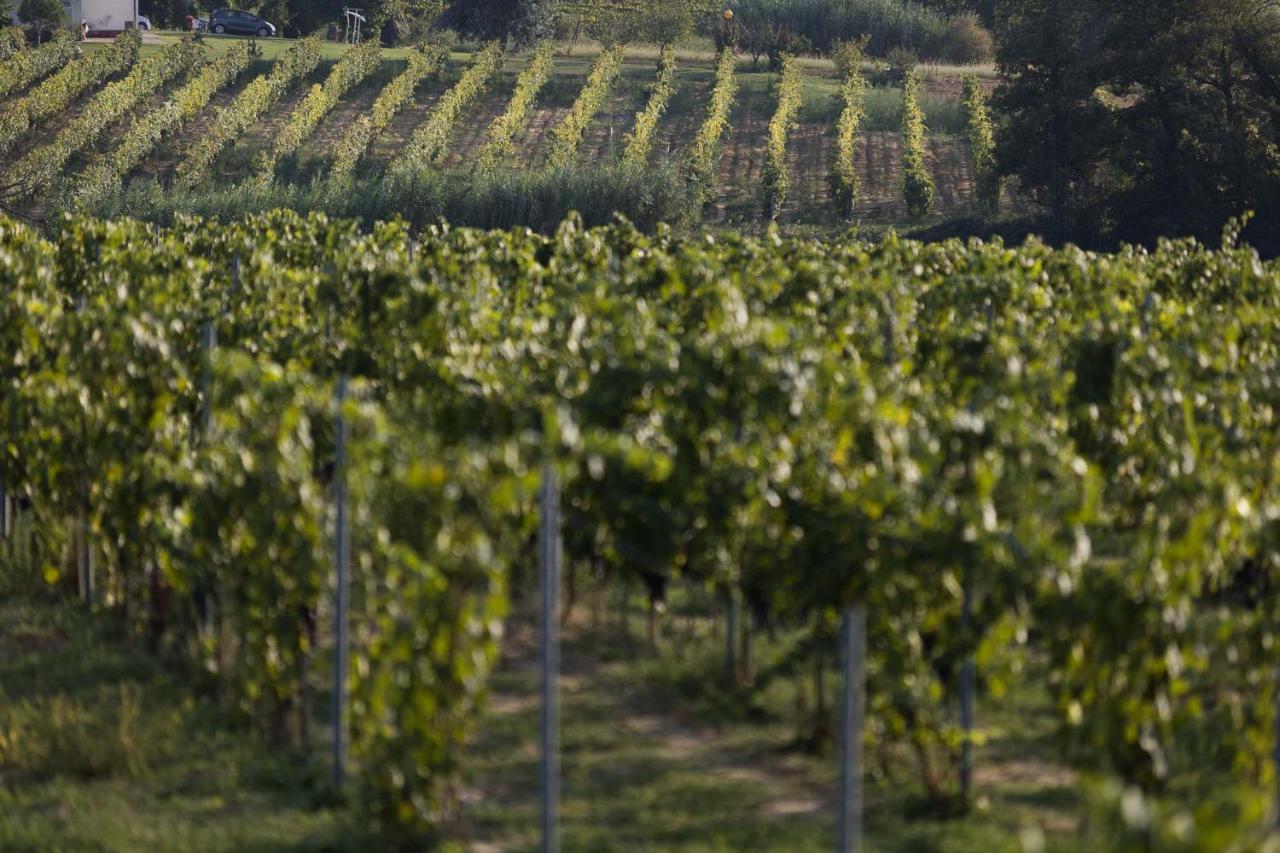 Agriturismo Le Baccane Vinci Exteriör bild