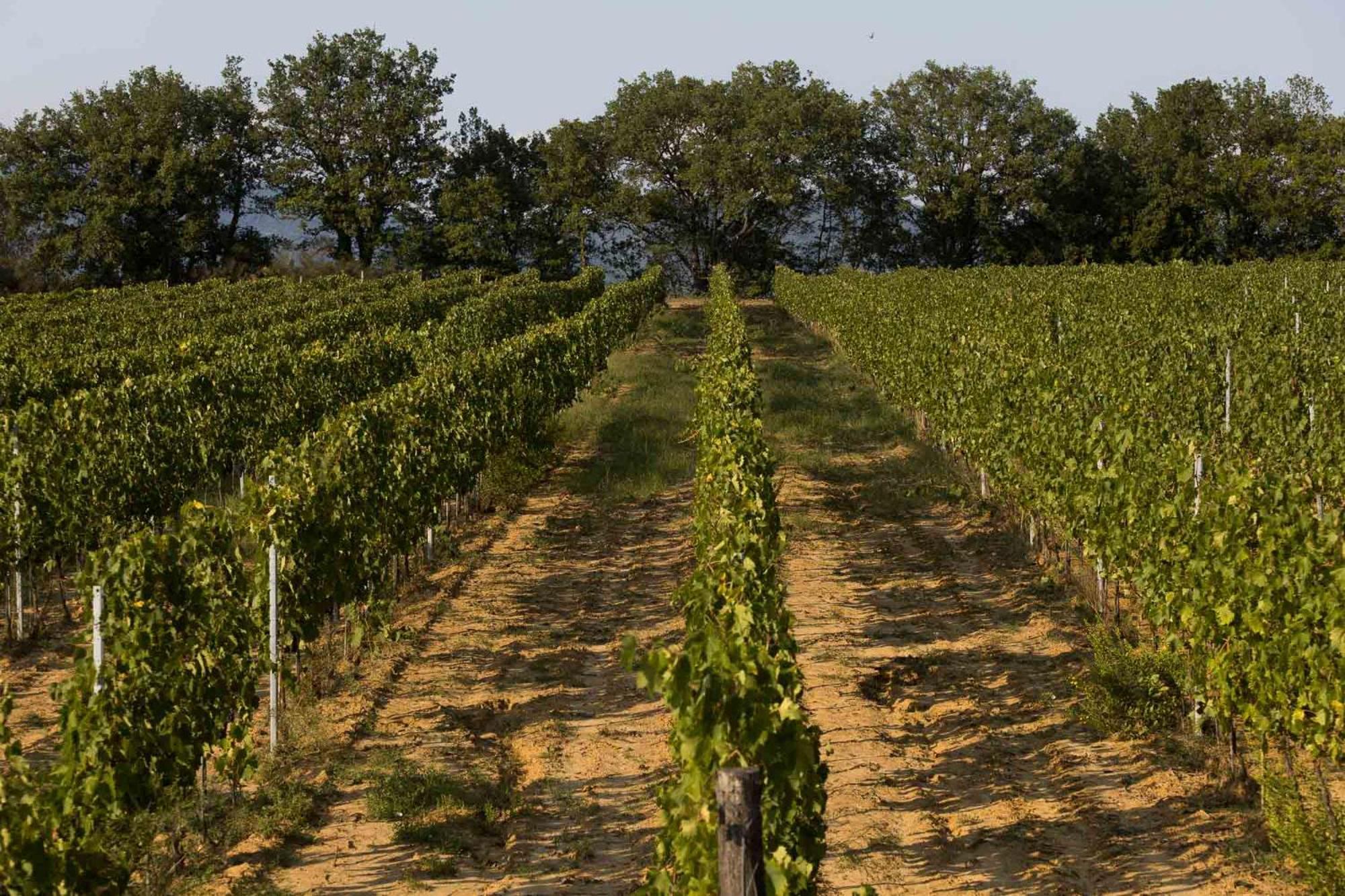 Agriturismo Le Baccane Vinci Exteriör bild