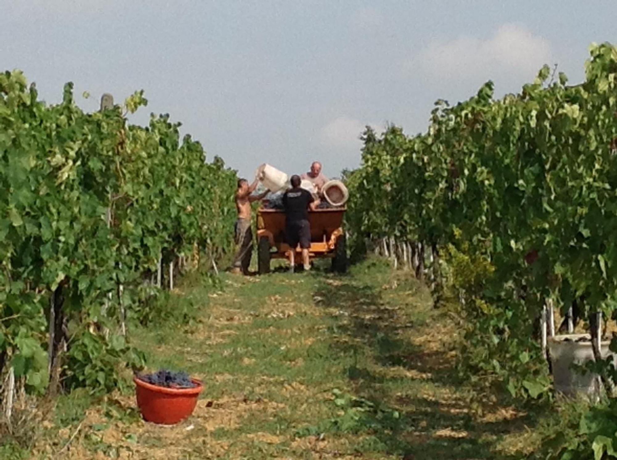 Agriturismo Le Baccane Vinci Exteriör bild