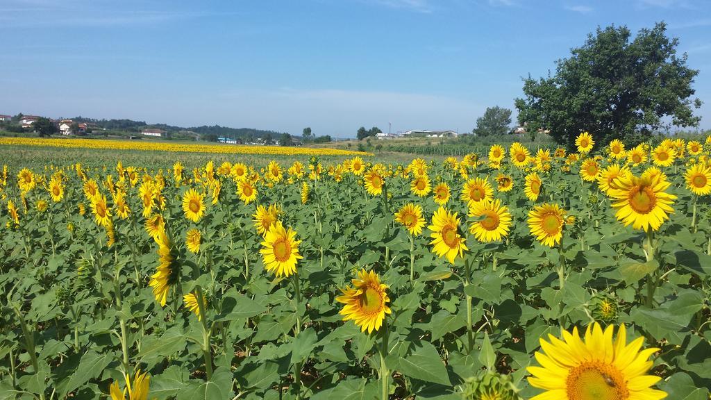 Agriturismo Le Baccane Vinci Exteriör bild